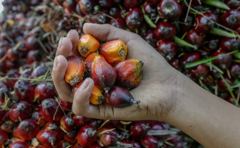 Harga Buah Sawit 1 Tan Hari Ini